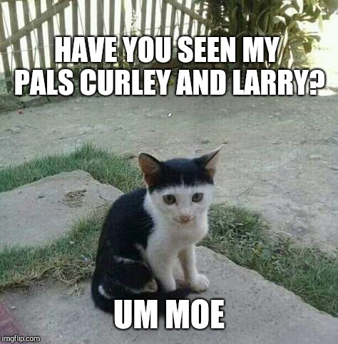 three stooges right? | HAVE YOU SEEN MY PALS CURLEY AND LARRY? UM MOE | image tagged in cats,reincarnation | made w/ Imgflip meme maker