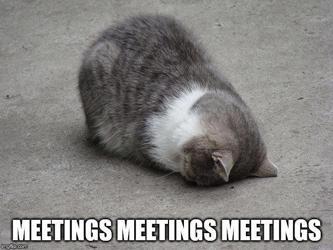 Meetings | MEETINGS MEETINGS MEETINGS | image tagged in cat face palm - mondays,meeting,bored,crying,nooooooooo | made w/ Imgflip meme maker