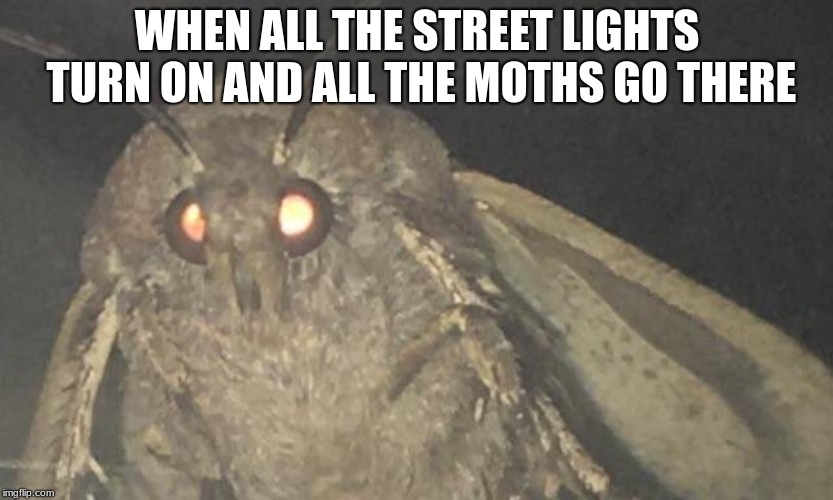 WHEN ALL THE STREET LIGHTS TURN ON AND ALL THE MOTHS GO THERE | image tagged in moth | made w/ Imgflip meme maker