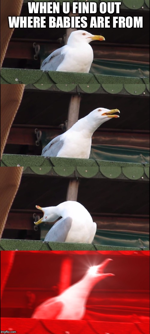 Inhaling Seagull Meme | WHEN U FIND OUT WHERE BABIES ARE FROM | image tagged in memes,inhaling seagull | made w/ Imgflip meme maker