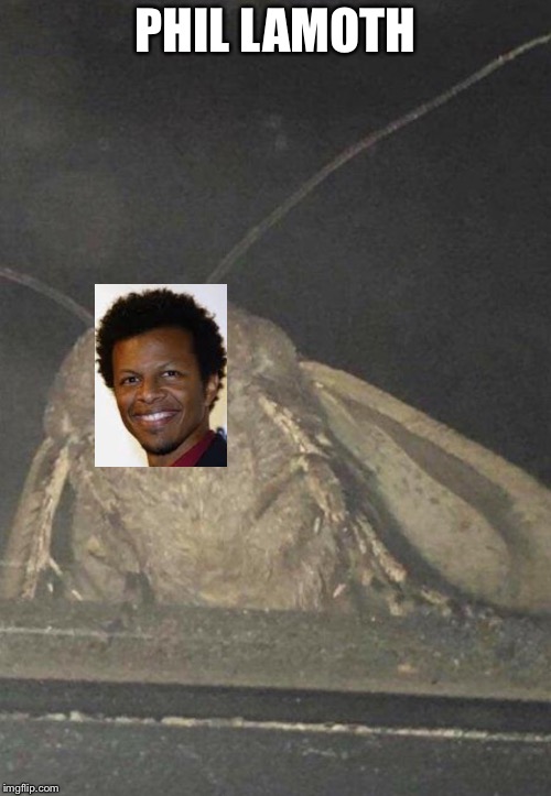 Moth | PHIL LAMOTH | image tagged in moth | made w/ Imgflip meme maker