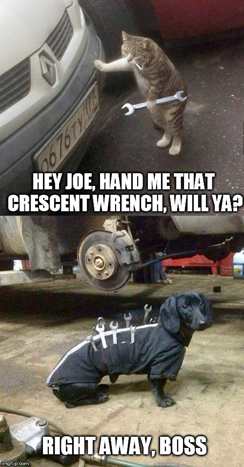 Meanwhile, in Bob's garage... | HEY JOE, HAND ME THAT CRESCENT WRENCH, WILL YA? RIGHT AWAY, BOSS | image tagged in cat memes,mechanic,funny dog,garage | made w/ Imgflip meme maker