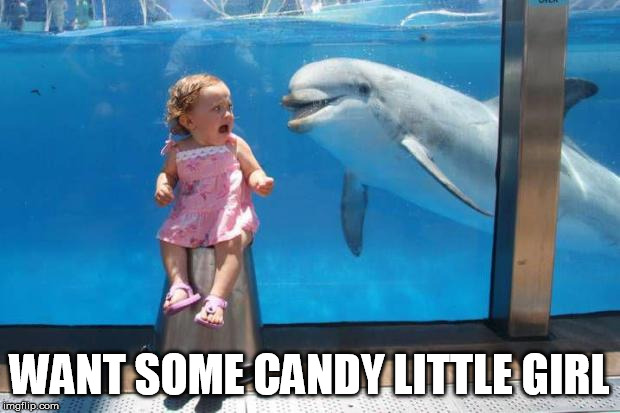 dolphin | WANT SOME CANDY LITTLE GIRL | image tagged in dolphin | made w/ Imgflip meme maker