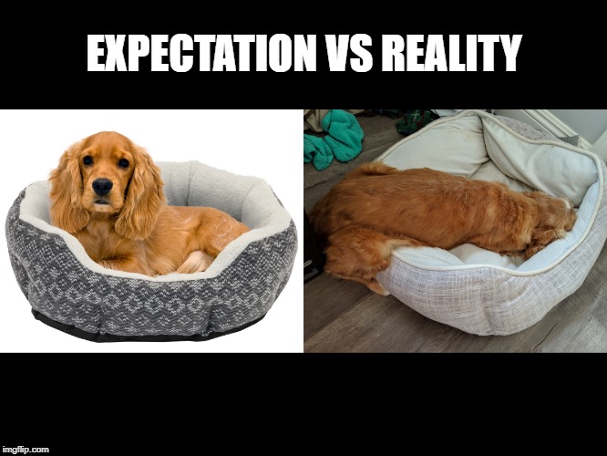 My dog has no idea how to use his pet bed | EXPECTATION VS REALITY | image tagged in pets,dogs,fail,sleeping,funny animals | made w/ Imgflip meme maker