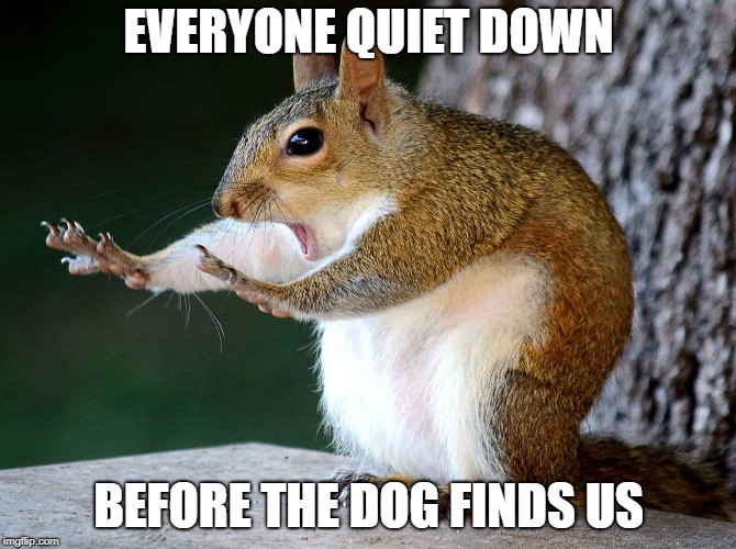 Raydog is coming | EVERYONE QUIET DOWN; BEFORE THE DOG FINDS US | image tagged in raydog | made w/ Imgflip meme maker