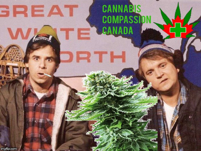 canada cannabis | image tagged in the great white north,canada cannabis,canadaweed,funny,funny memes,funny meme | made w/ Imgflip meme maker