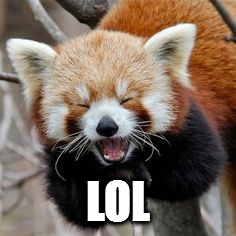 Rofl Red Panda | LOL | image tagged in rofl red panda | made w/ Imgflip meme maker