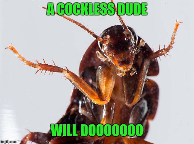 Cockroach | A COCKLESS DUDE WILL DOOOOOOO | image tagged in cockroach | made w/ Imgflip meme maker