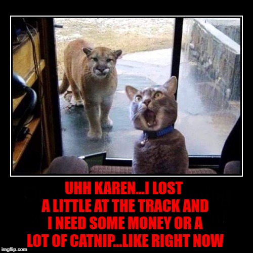 Hate it when those collectors come!!! | UHH KAREN...I LOST A LITTLE AT THE TRACK AND I NEED SOME MONEY OR A LOT OF CATNIP...LIKE RIGHT NOW | image tagged in mountain lion and cat,memes,gambling,funny,animals,cats | made w/ Imgflip meme maker