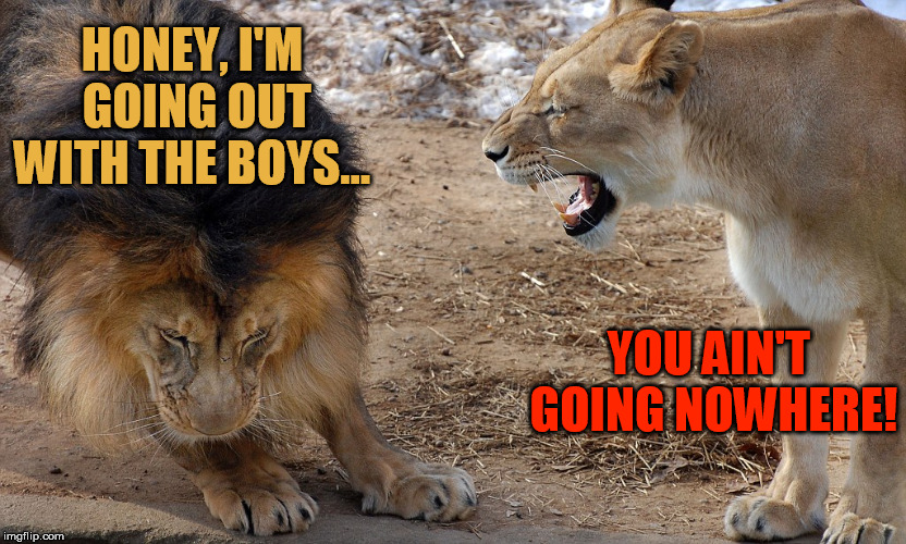 Current mood: Pissed off | HONEY, I'M GOING OUT WITH THE BOYS... YOU AIN'T GOING NOWHERE! | image tagged in big cats,angry wife,pissed off | made w/ Imgflip meme maker