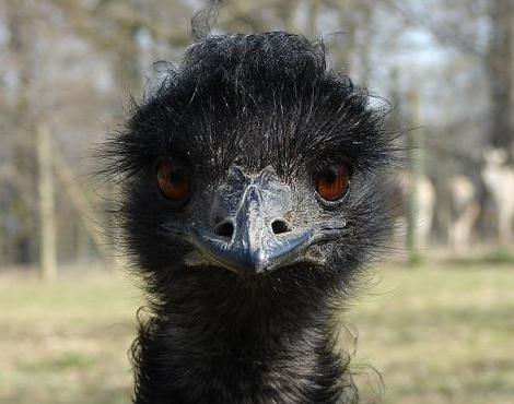 Bad News Emu Blank Meme Template