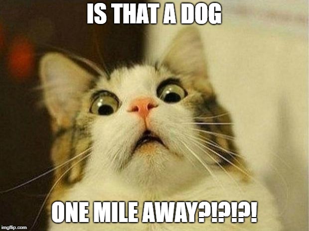 Scared Cat Meme | IS THAT A DOG; ONE MILE AWAY?!?!?! | image tagged in memes,scared cat | made w/ Imgflip meme maker