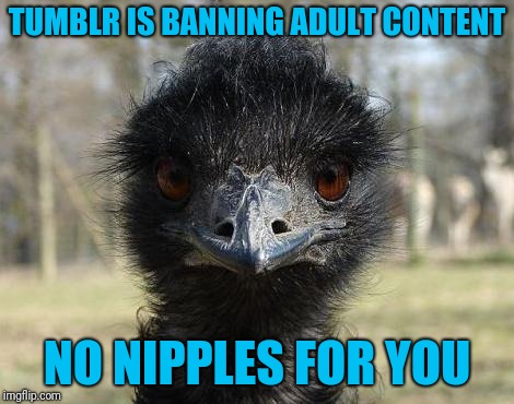 Bad  News Emu | TUMBLR IS BANNING ADULT CONTENT; NO NIPPLES FOR YOU | image tagged in bad news emu | made w/ Imgflip meme maker