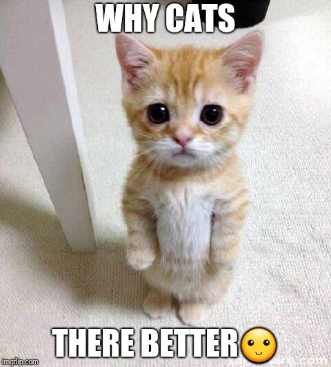 Cute Cat Meme | WHY CATS; THERE BETTER🙂 | image tagged in memes,cute cat | made w/ Imgflip meme maker