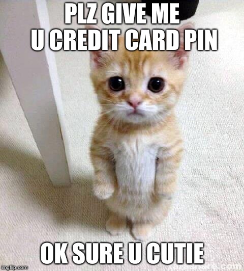 Cute Cat Meme | PLZ GIVE ME U CREDIT CARD PIN; OK SURE U CUTIE | image tagged in memes,cute cat | made w/ Imgflip meme maker
