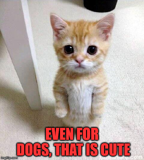 Cute Cat Meme | EVEN FOR DOGS, THAT IS CUTE | image tagged in memes,cute cat | made w/ Imgflip meme maker