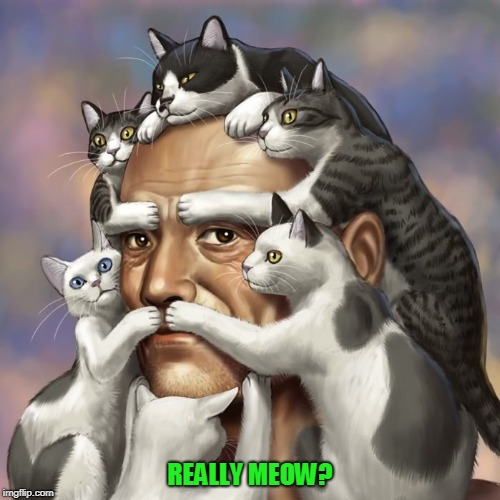 Really meow? | REALLY MEOW? | image tagged in cat,cats,surprised catman | made w/ Imgflip meme maker