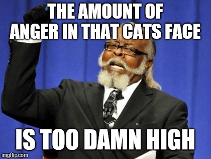 Too Damn High Meme | THE AMOUNT OF ANGER IN THAT CATS FACE IS TOO DAMN HIGH | image tagged in memes,too damn high | made w/ Imgflip meme maker