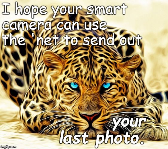 The Big Cat is so thoughtfull, so considerate. But then again, the photographer IS providing lunch. | I hope your smart camera can use the 'net to send out; your last photo. | image tagged in big cat,photographers should be a part of every balanced diet,not just pretty but nutritious too,what was he thinking,douglie | made w/ Imgflip meme maker