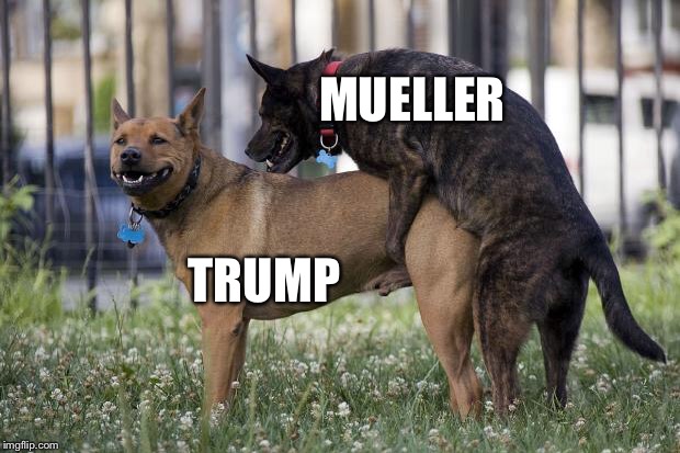 Dogs humping | MUELLER; TRUMP | image tagged in dogs humping | made w/ Imgflip meme maker