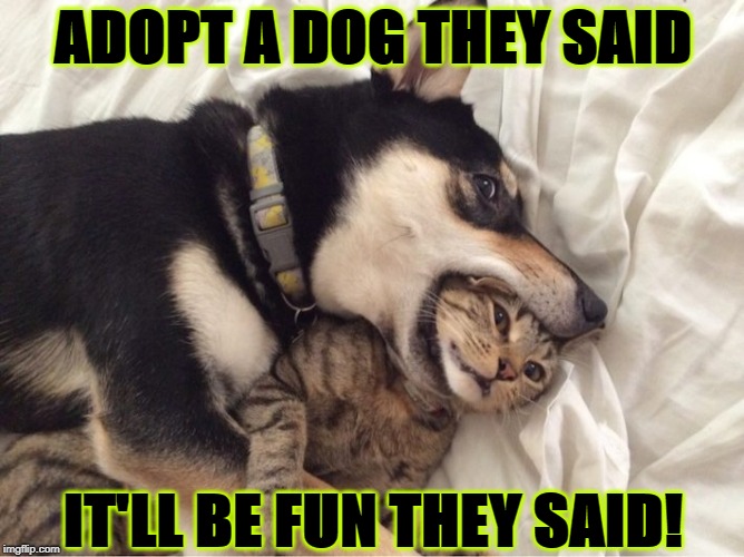 IT'LL BE FUN | ADOPT A DOG THEY SAID; IT'LL BE FUN THEY SAID! | image tagged in it'll be fun | made w/ Imgflip meme maker