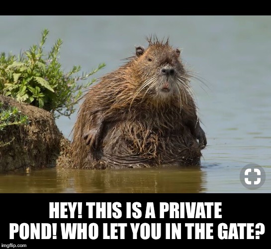 HEY! THIS IS A PRIVATE POND! WHO LET YOU IN THE GATE? | made w/ Imgflip meme maker