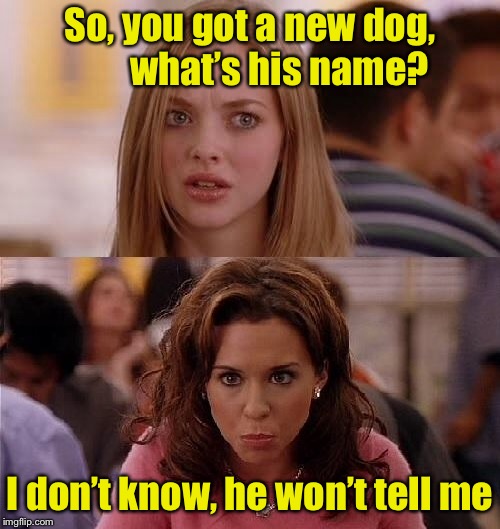 Speak, boy. | So, you got a new dog,        what’s his name? I don’t know, he won’t tell me | image tagged in mean girls,memes,dogs,name | made w/ Imgflip meme maker