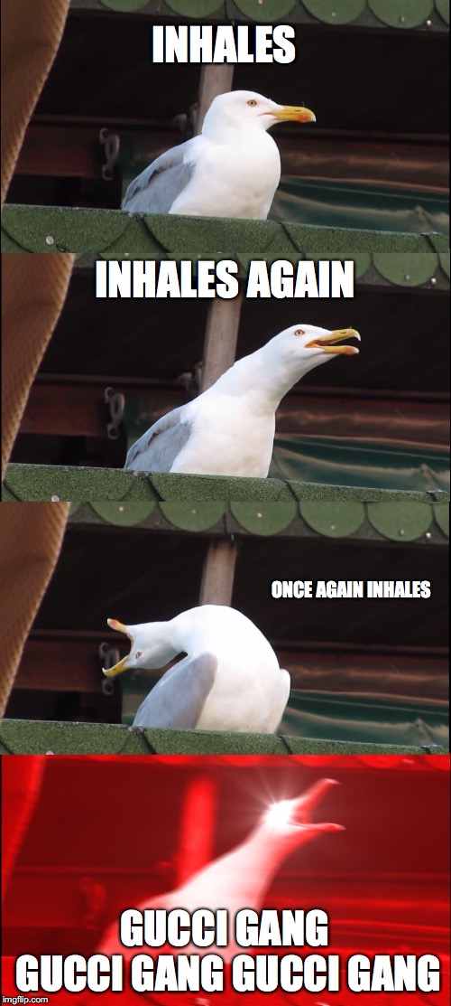 Inhaling Seagull | INHALES; INHALES AGAIN; ONCE AGAIN INHALES; GUCCI GANG GUCCI GANG GUCCI GANG | image tagged in memes,inhaling seagull | made w/ Imgflip meme maker
