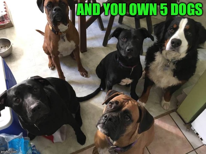 AND YOU OWN 5 DOGS | made w/ Imgflip meme maker