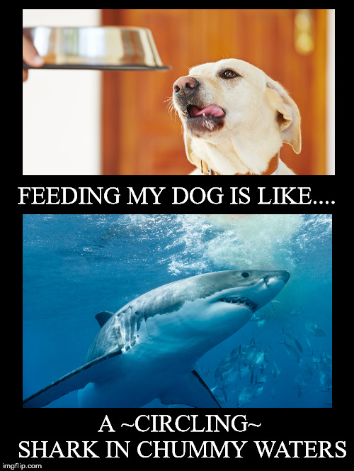 Is Like.... | FEEDING MY DOG IS LIKE.... A ~CIRCLING~ SHARK IN CHUMMY WATERS | image tagged in feeding,dog,circling,shark,chummy,waters | made w/ Imgflip meme maker