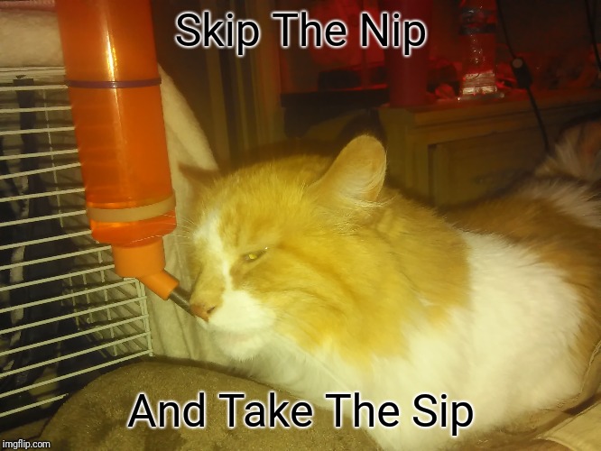 Skip The Nip; And Take The Sip | image tagged in cats,funny animals | made w/ Imgflip meme maker