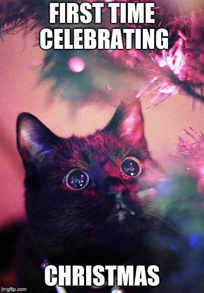 Christmas Cat |  FIRST TIME CELEBRATING; CHRISTMAS | image tagged in christmas cat | made w/ Imgflip meme maker