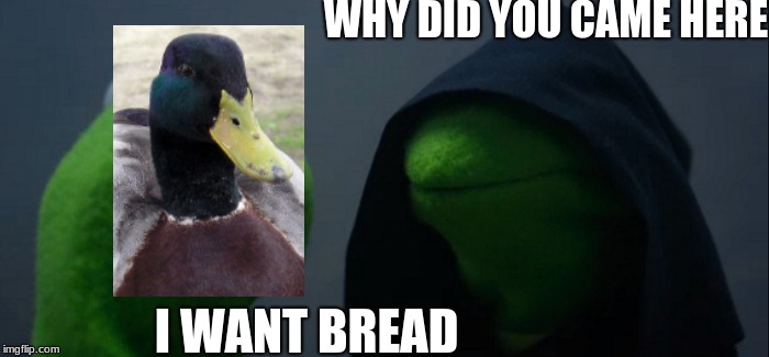 ducks!!!! | WHY DID YOU CAME HERE; I WANT BREAD | image tagged in memes,evil kermit,bread,let's get this bread,meme | made w/ Imgflip meme maker