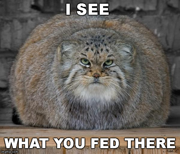 Fat Cats Exercise | I SEE WHAT YOU FED THERE | image tagged in fat cats exercise | made w/ Imgflip meme maker