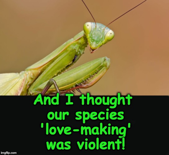 And I thought our species 'love-making' was violent! | made w/ Imgflip meme maker