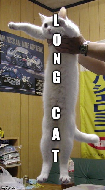 long cat | L; O; N; G; C; A; T | image tagged in long cat | made w/ Imgflip meme maker