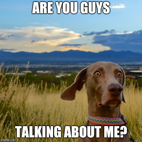 Worried Dog | ARE YOU GUYS TALKING ABOUT ME? | image tagged in worried dog | made w/ Imgflip meme maker