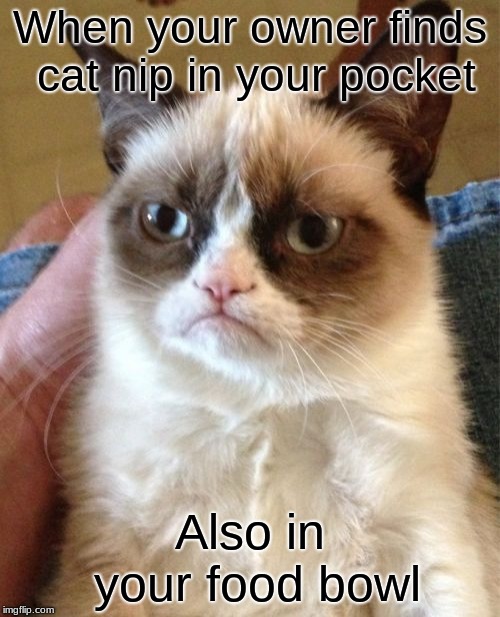 Grumpy Cat | When your owner finds cat nip in your pocket; Also in your food bowl | image tagged in memes,grumpy cat | made w/ Imgflip meme maker