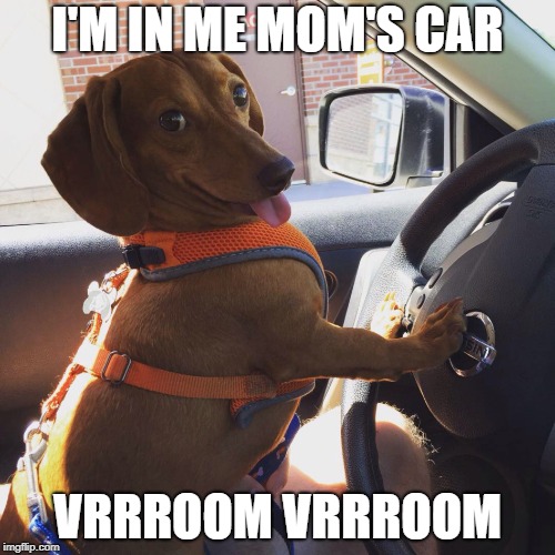 Wiener Dog in Car | I'M IN ME MOM'S CAR; VRRROOM VRRROOM | image tagged in wiener dog in car | made w/ Imgflip meme maker
