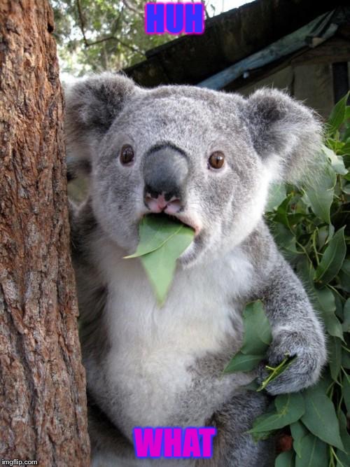 Surprised Koala | HUH; WHAT | image tagged in memes,surprised koala | made w/ Imgflip meme maker