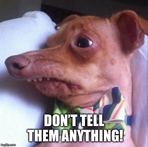 Tuna the dog (Phteven) | DON’T TELL THEM ANYTHING! | image tagged in tuna the dog phteven | made w/ Imgflip meme maker