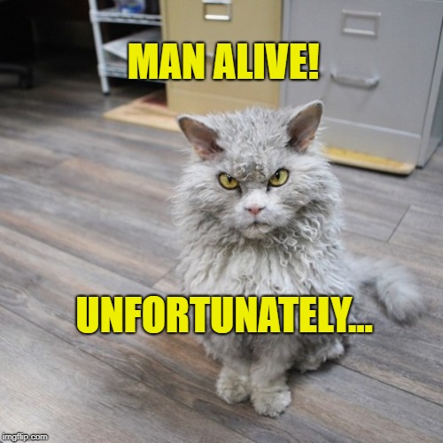Fine! I know when I'm not wanted. | MAN ALIVE! UNFORTUNATELY... | image tagged in bad joke cat,grumpy cat,funny cat memes,one liners,put down | made w/ Imgflip meme maker