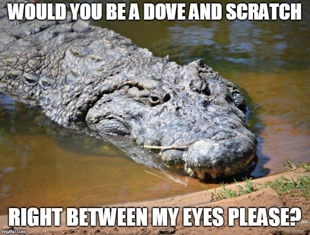 Crocodile | WOULD YOU BE A DOVE AND SCRATCH; RIGHT BETWEEN MY EYES PLEASE? | image tagged in crocodile | made w/ Imgflip meme maker