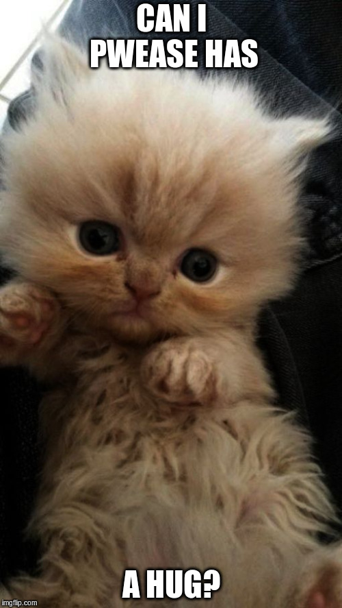 Hugs | CAN I PWEASE HAS; A HUG? | image tagged in cute cat,hugs,kitten | made w/ Imgflip meme maker