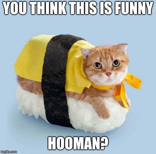 Cat Sushi | YOU THINK THIS IS FUNNY; HOOMAN? | image tagged in cat sushi | made w/ Imgflip meme maker