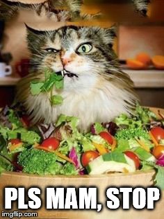 salad-cat | PLS MAM, STOP | image tagged in salad-cat | made w/ Imgflip meme maker