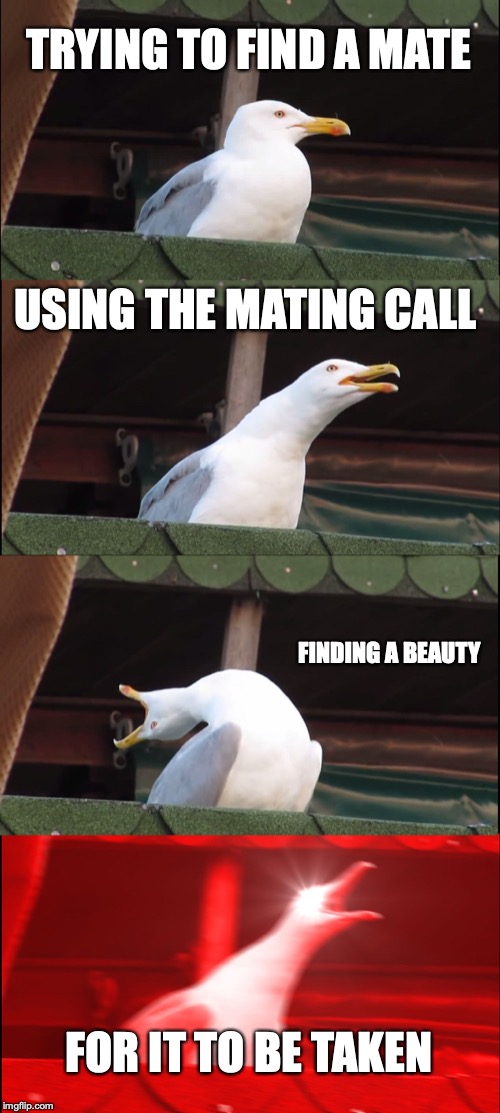 Inhaling Seagull Meme | TRYING TO FIND A MATE; USING THE MATING CALL; FINDING A BEAUTY; FOR IT TO BE TAKEN | image tagged in memes,inhaling seagull | made w/ Imgflip meme maker