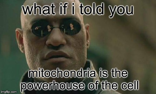 Matrix Morpheus | what if i told you; mitochondria is the powerhouse of the cell | image tagged in memes,matrix morpheus | made w/ Imgflip meme maker