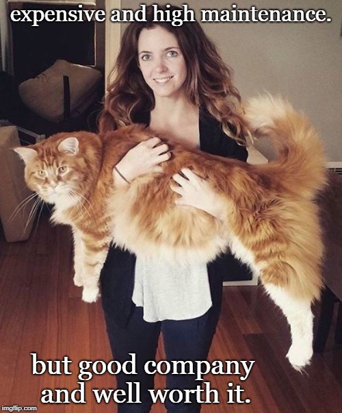 maine coon cats are good company, but expensive. | expensive and high maintenance. but good company and well worth it. | image tagged in maine coon cat,hairy pets,reasonable brunette | made w/ Imgflip meme maker