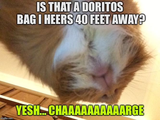 IS THAT A DORITOS BAG I HEERS 40 FEET AWAY? YESH... CHAAAAAAAAAARGE | image tagged in the pig | made w/ Imgflip meme maker